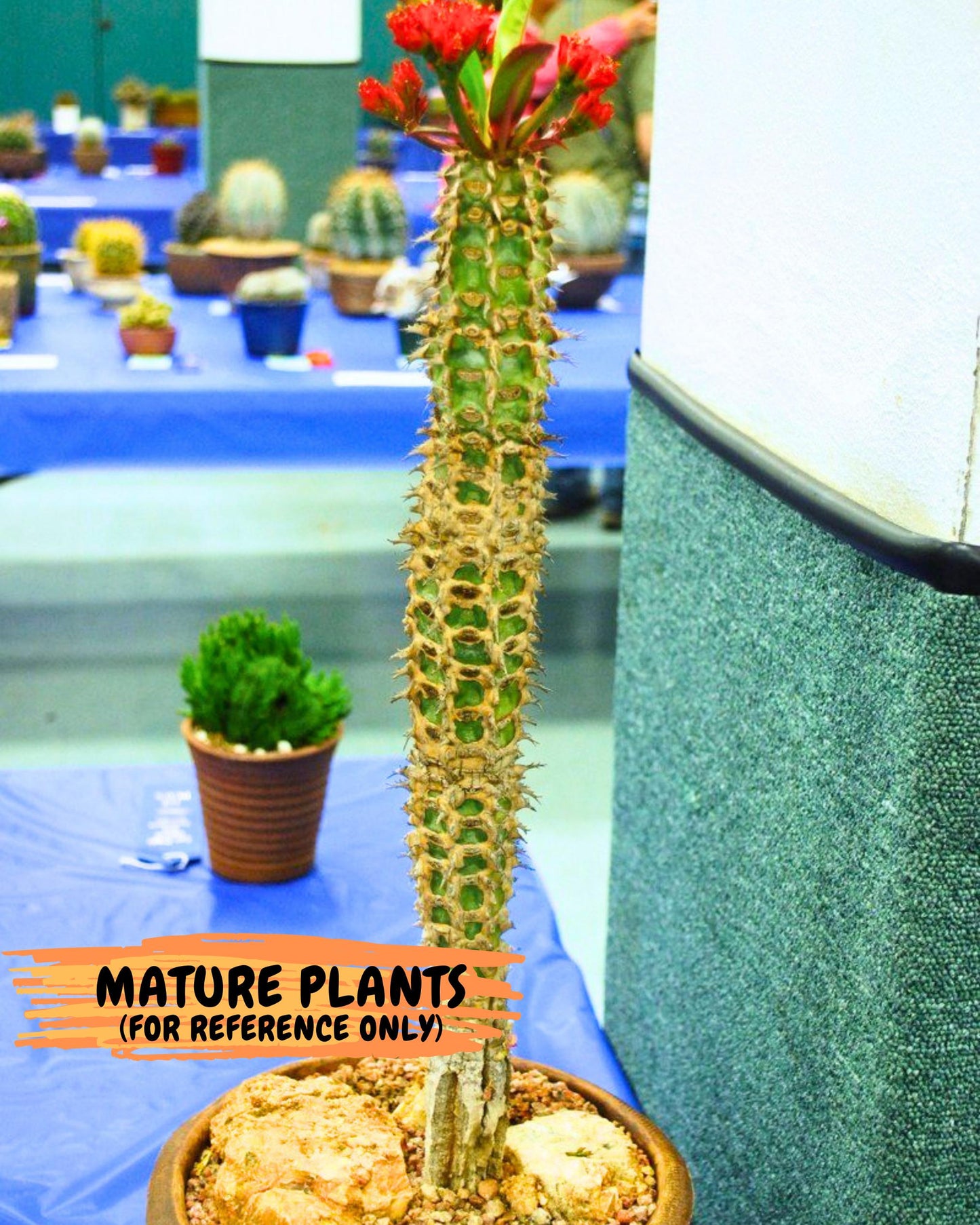 Eupho Viguieri var. Ankarafantsiensis (yr) | Imported plants