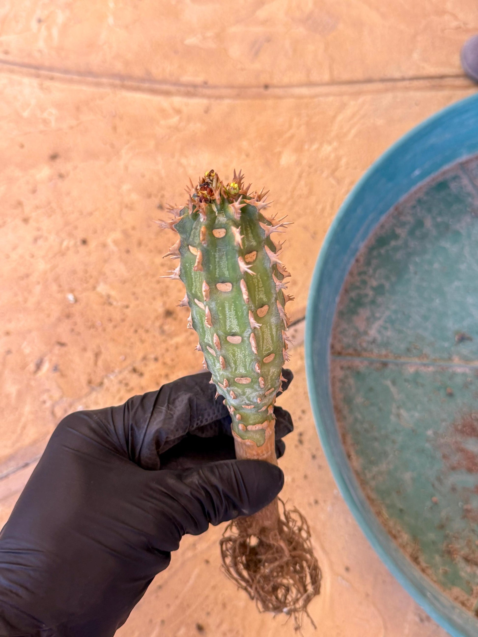 Eupho Viguieri var. Ankarafantsiensis (p) | Imported plants