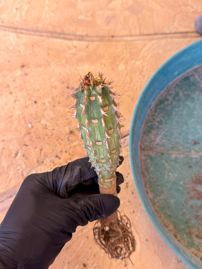 Eupho Viguieri var. Ankarafantsiensis (p) | Imported plants