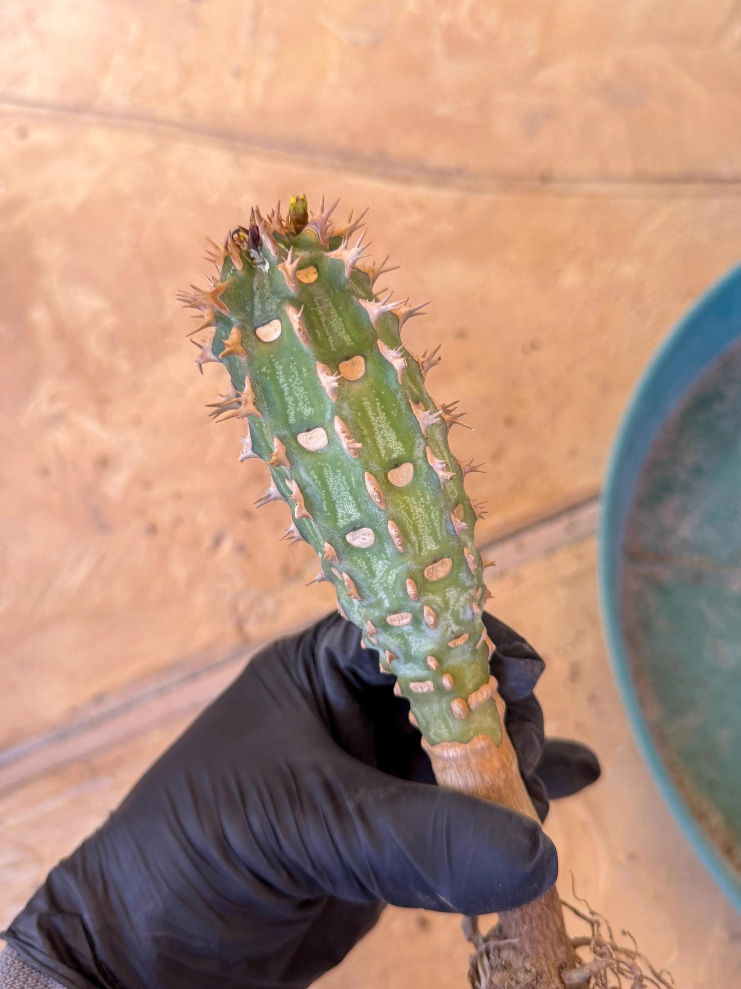 Eupho Viguieri var. Ankarafantsiensis (p) | Imported plants