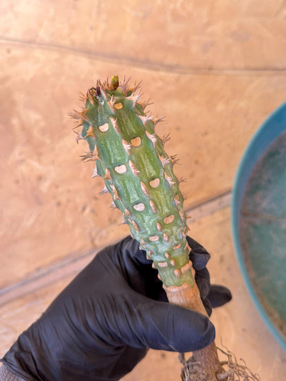 Eupho Viguieri var. Ankarafantsiensis (p) | Imported plants