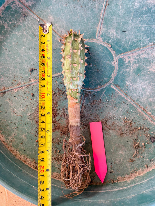 Eupho Viguieri var. Ankarafantsiensis (p) | Imported plants