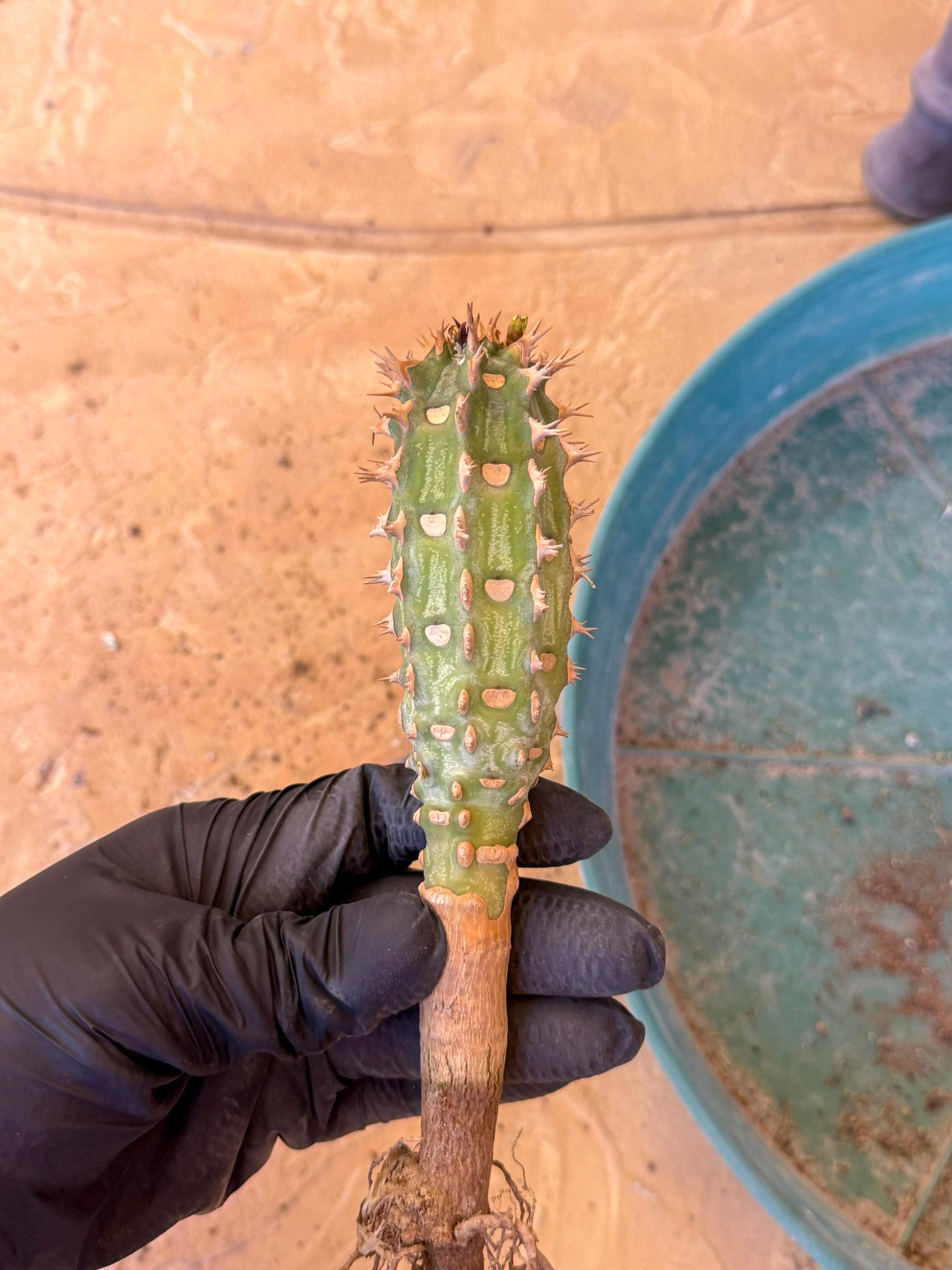Eupho Viguieri var. Ankarafantsiensis (p) | Imported plants