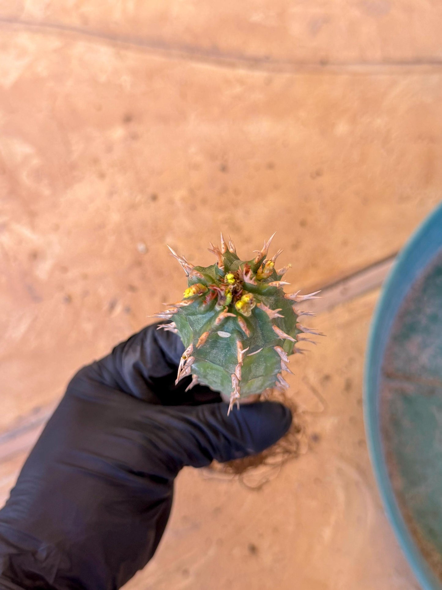 Eupho Viguieri var. Ankarafantsiensis (y) | Imported plants