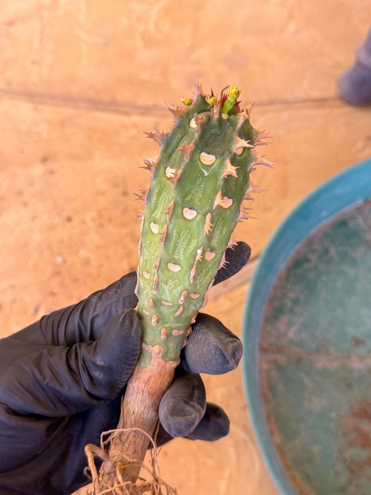 Eupho Viguieri var. Ankarafantsiensis (b) | Imported plants
