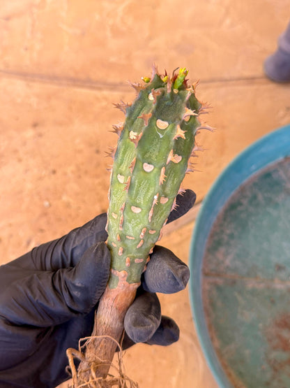 Eupho Viguieri var. Ankarafantsiensis (b) | Imported plants