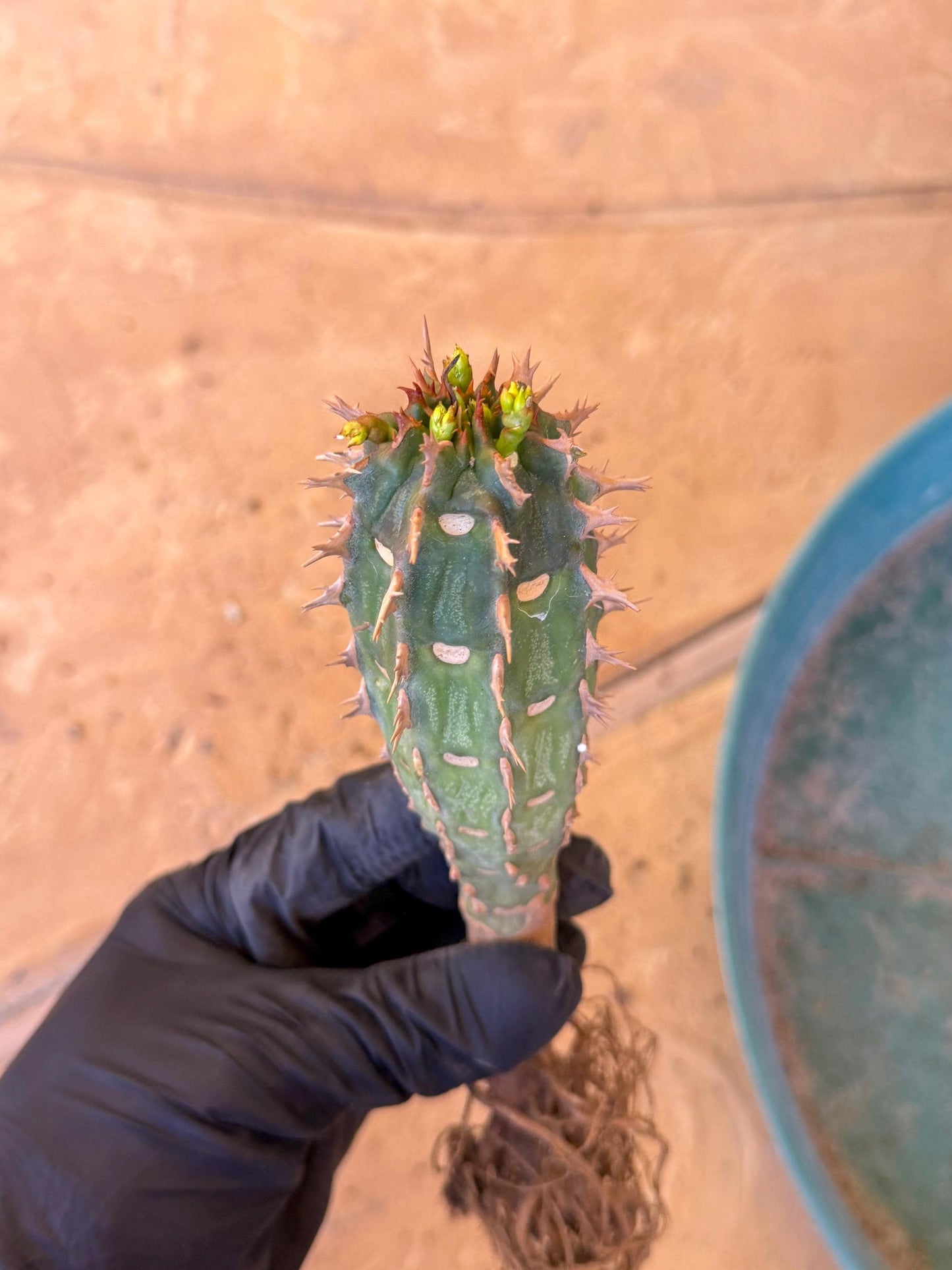 Eupho Viguieri var. Ankarafantsiensis (b) | Imported plants
