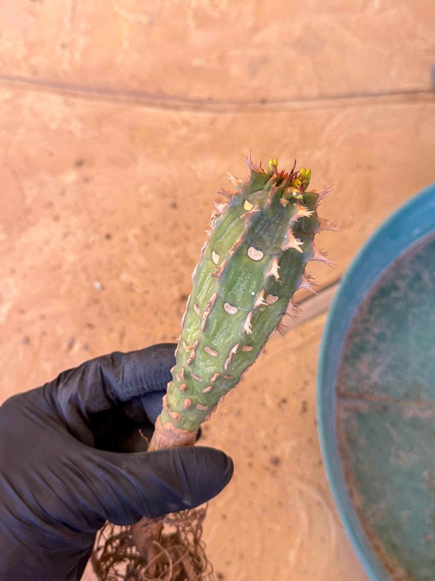 Eupho Viguieri var. Ankarafantsiensis (b) | Imported plants