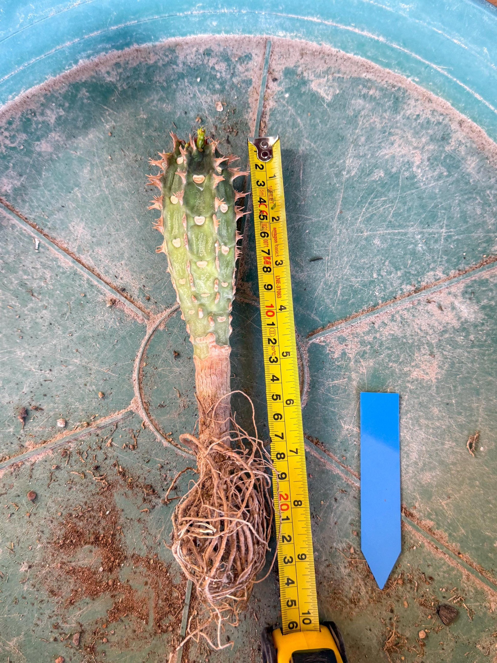 Eupho Viguieri var. Ankarafantsiensis (b) | Imported plants