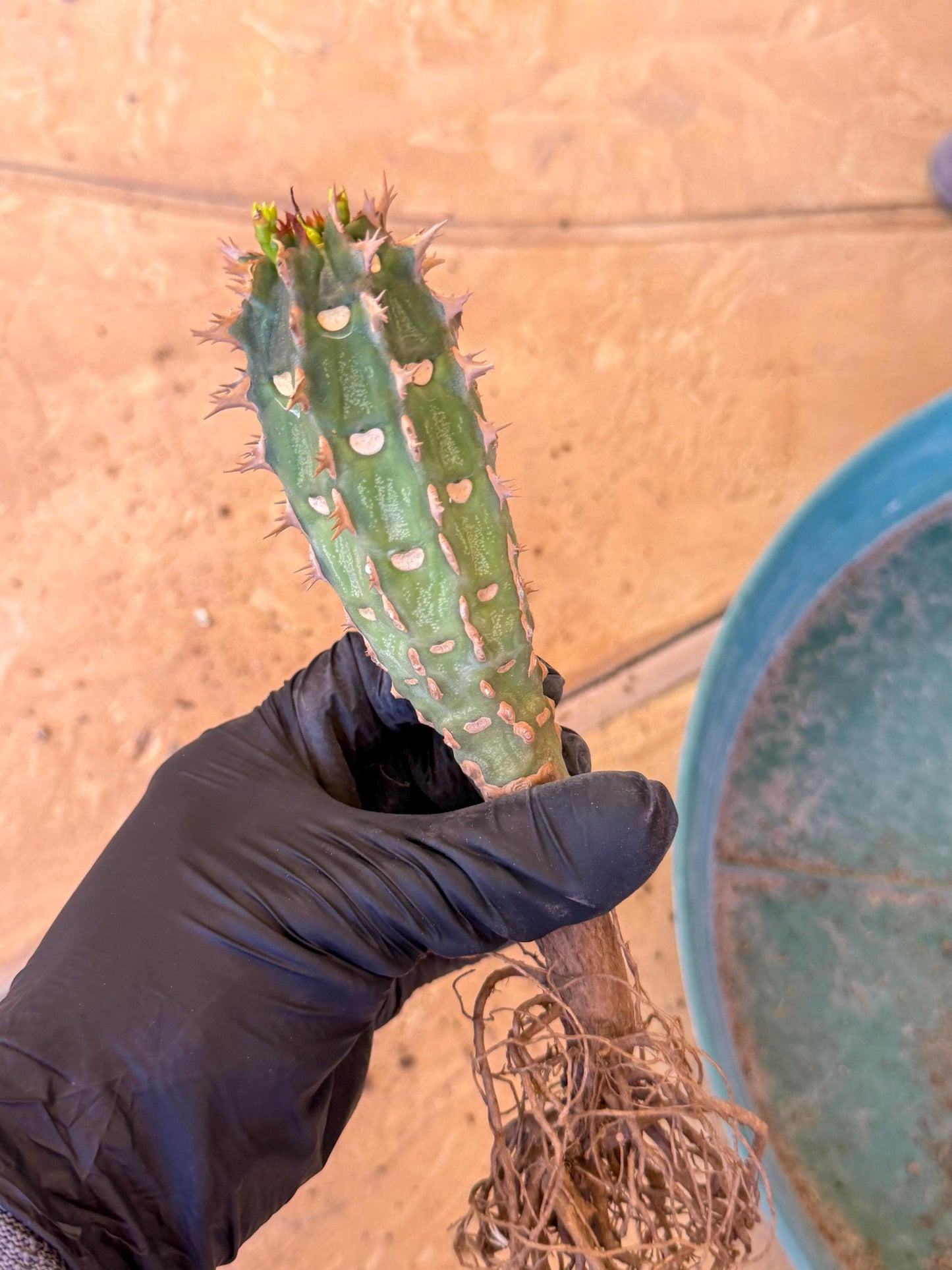 Eupho Viguieri var. Ankarafantsiensis (b) | Imported plants