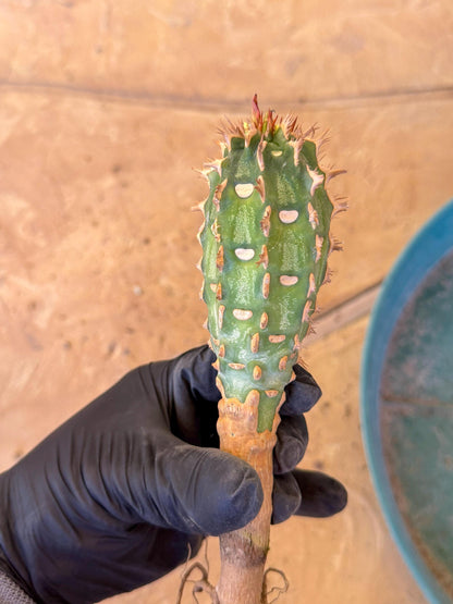 Eupho Viguieri var. Ankarafantsiensis (r) | Imported plants