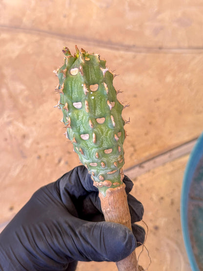Eupho Viguieri var. Ankarafantsiensis (po) | Imported plants