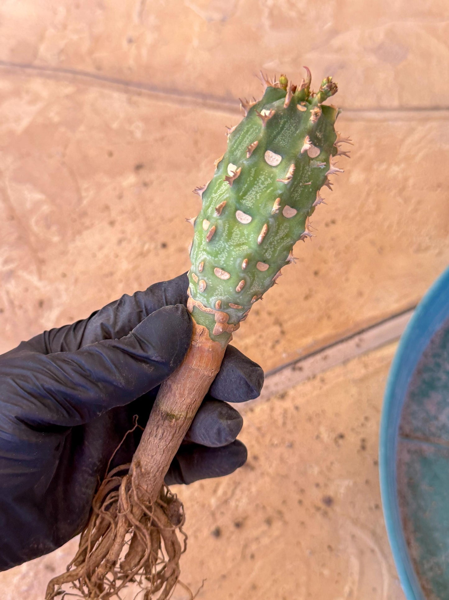 Eupho Viguieri var. Ankarafantsiensis (po) | Imported plants