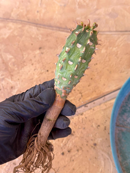 Eupho Viguieri var. Ankarafantsiensis (po) | Imported plants
