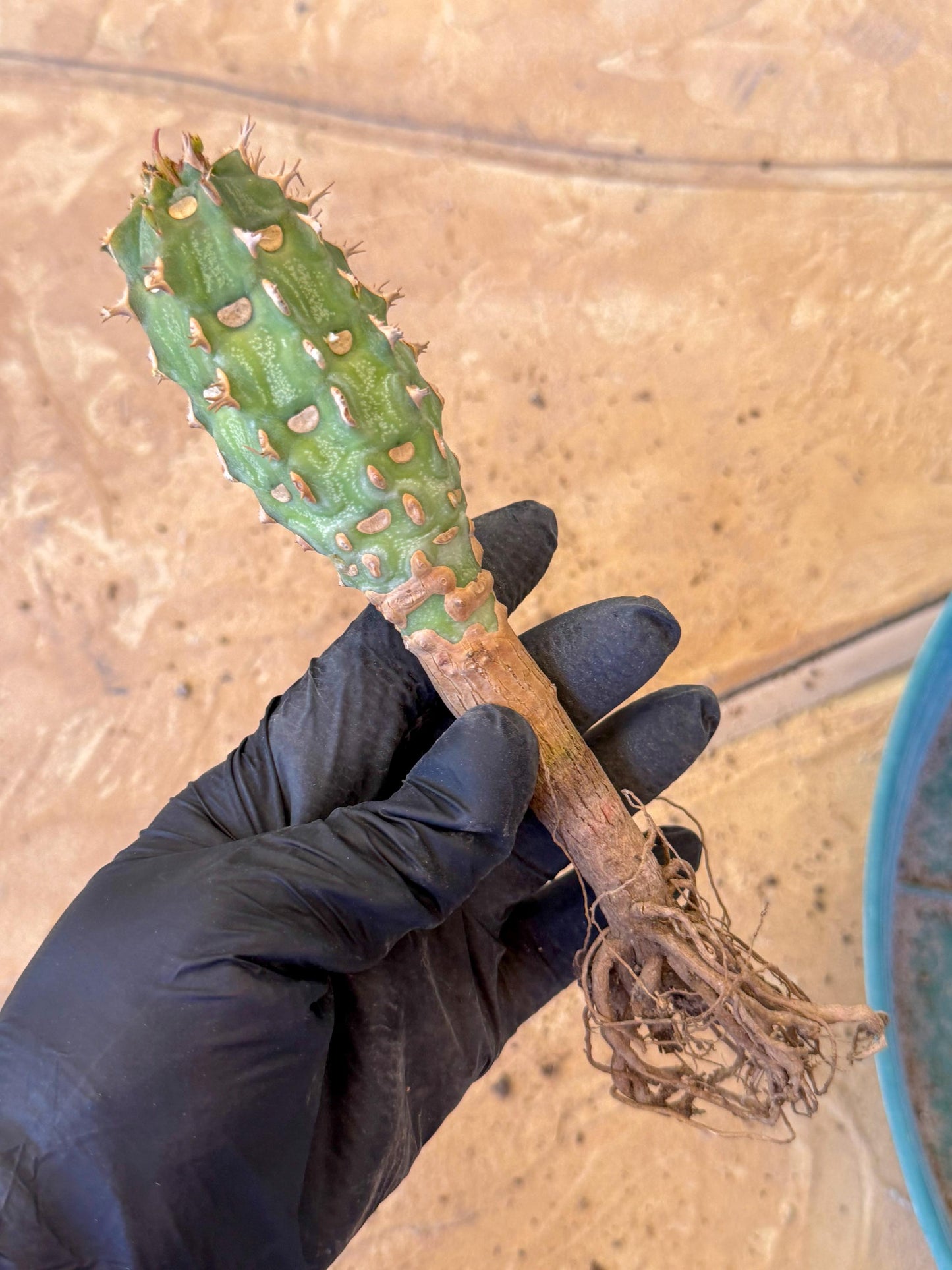 Eupho Viguieri var. Ankarafantsiensis (po) | Imported plants