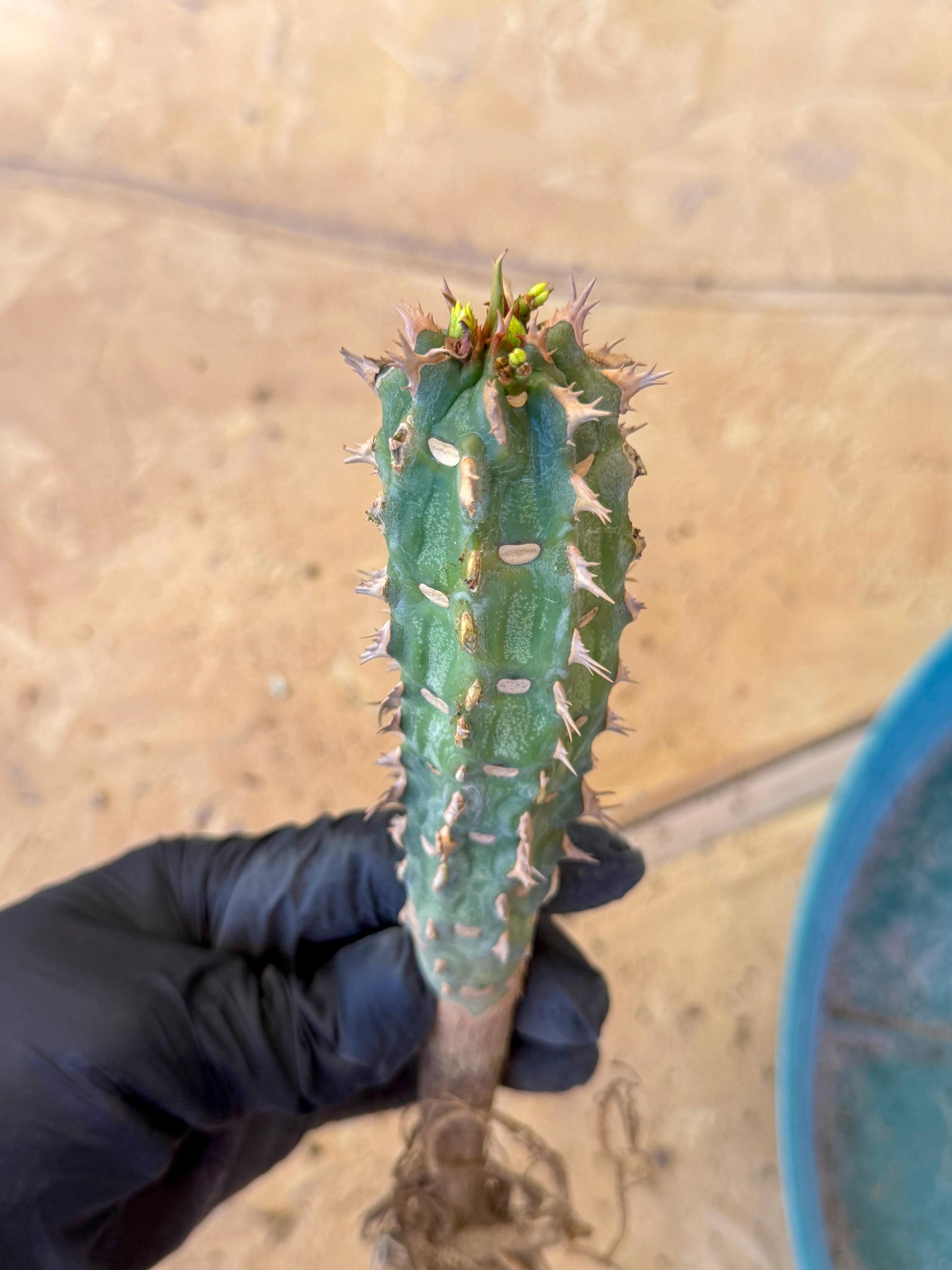 Eupho Viguieri var. Ankarafantsiensis (yr) | Imported plants