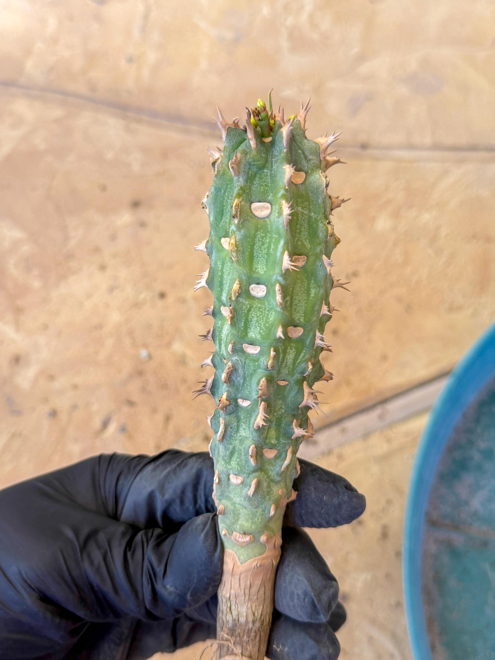 Eupho Viguieri var. Ankarafantsiensis (yr) | Imported plants
