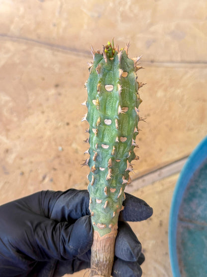 Eupho Viguieri var. Ankarafantsiensis (yr) | Imported plants