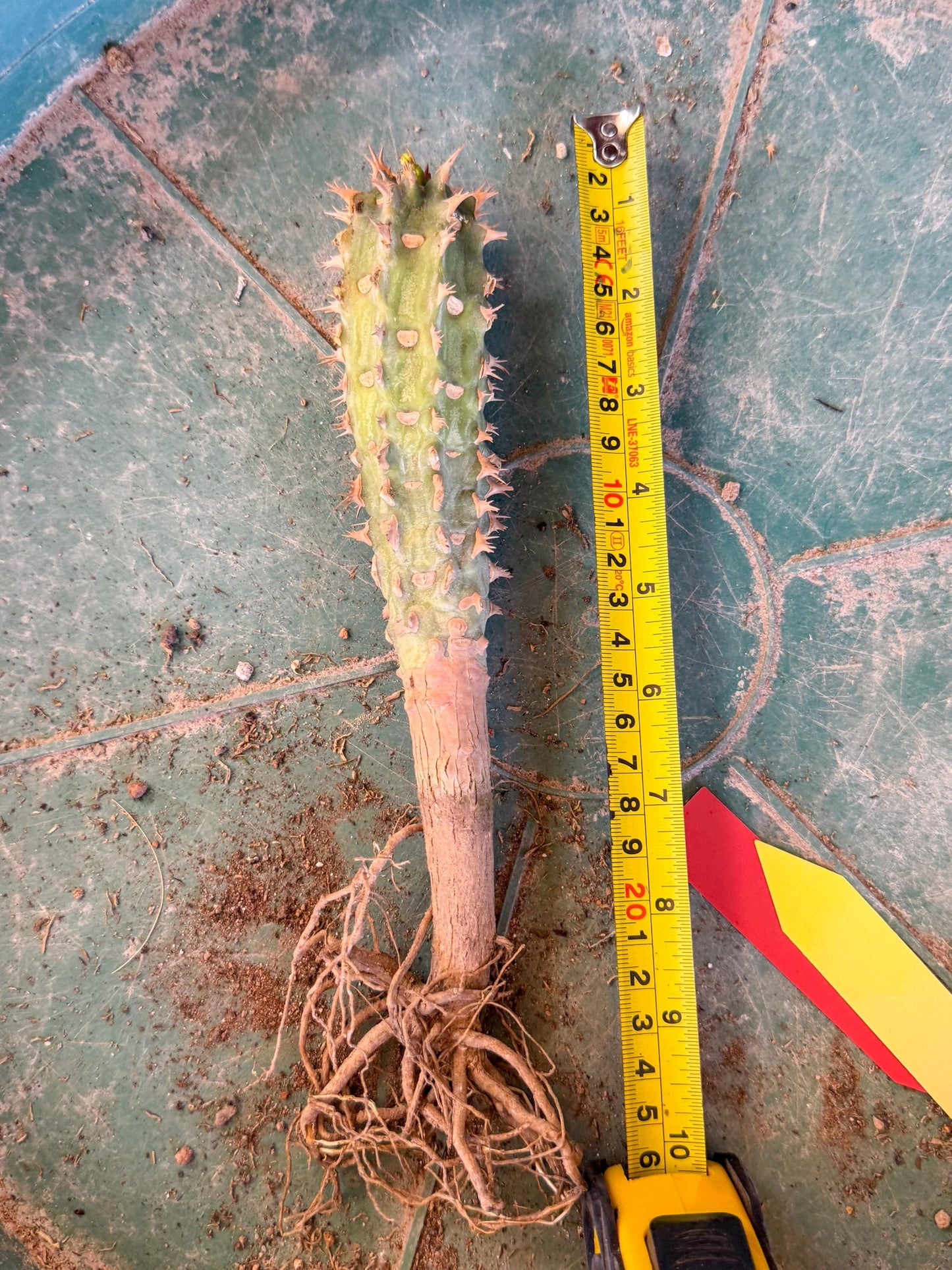 Eupho Viguieri var. Ankarafantsiensis (yr) | Imported plants