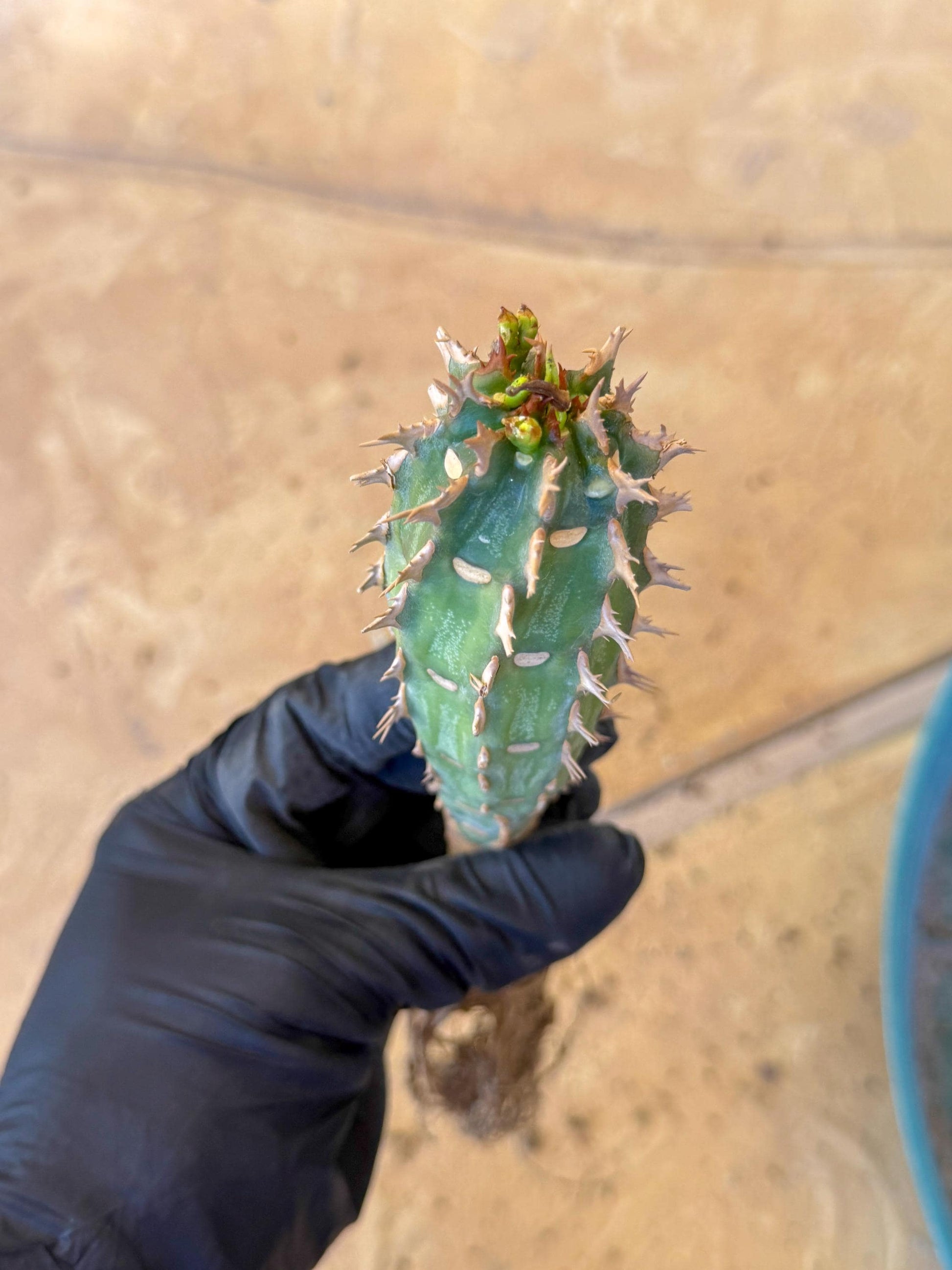 Eupho Viguieri var. Ankarafantsiensis (pg) | Imported plants