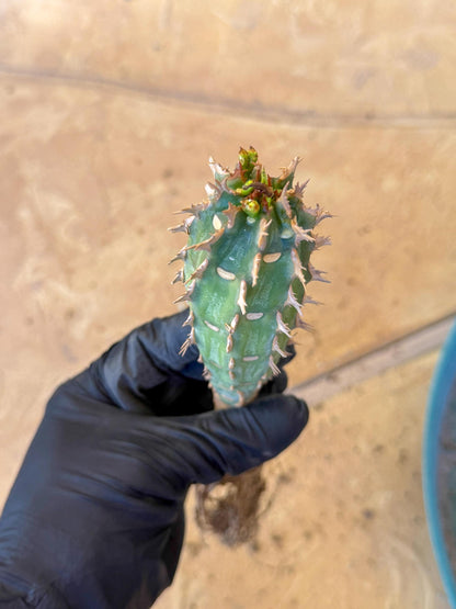Eupho Viguieri var. Ankarafantsiensis (pg) | Imported plants