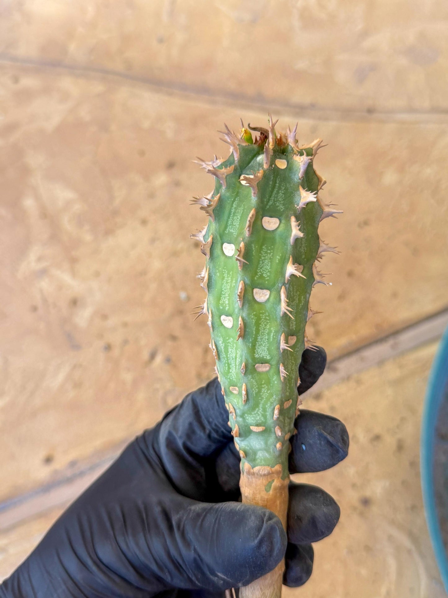 Eupho Viguieri var. Ankarafantsiensis (pg) | Imported plants