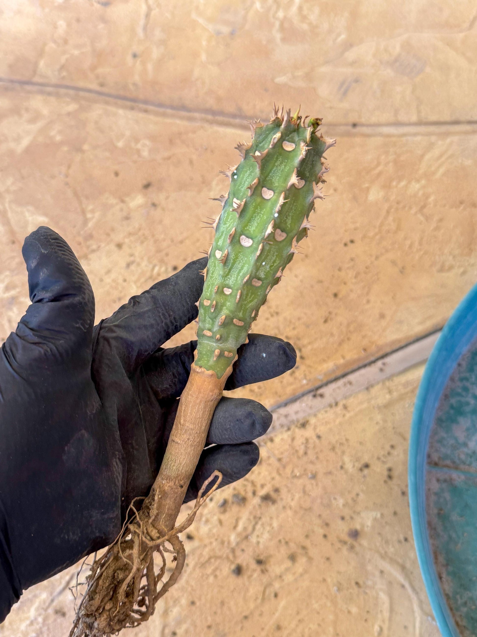 Eupho Viguieri var. Ankarafantsiensis (pg) | Imported plants