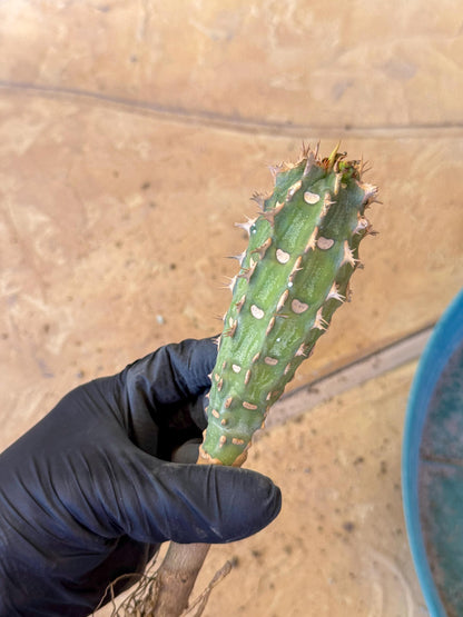 Eupho Viguieri var. Ankarafantsiensis (pg) | Imported plants