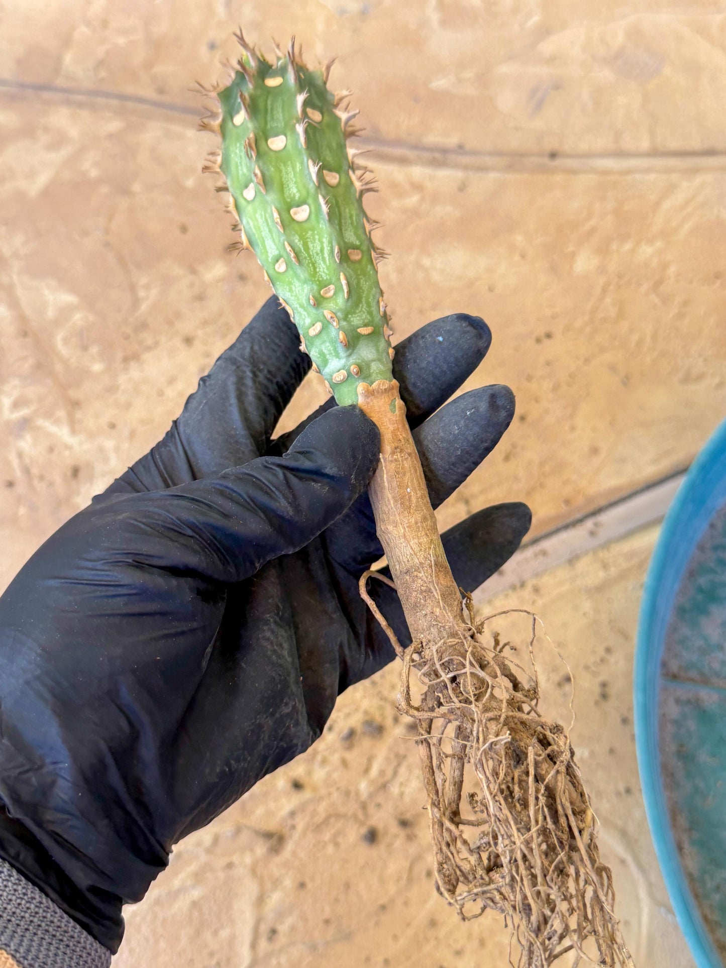 Eupho Viguieri var. Ankarafantsiensis (pg) | Imported plants