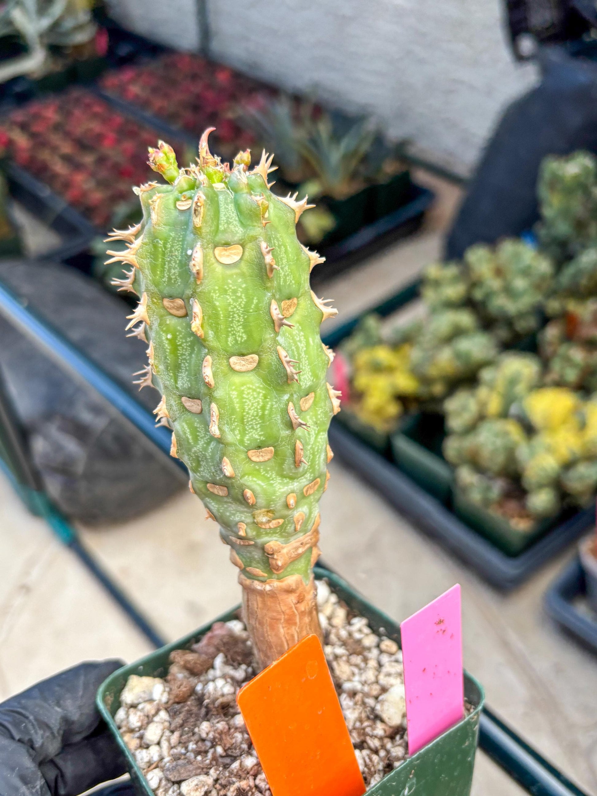 Eupho Viguieri var. Ankarafantsiensis (po) | Imported plants
