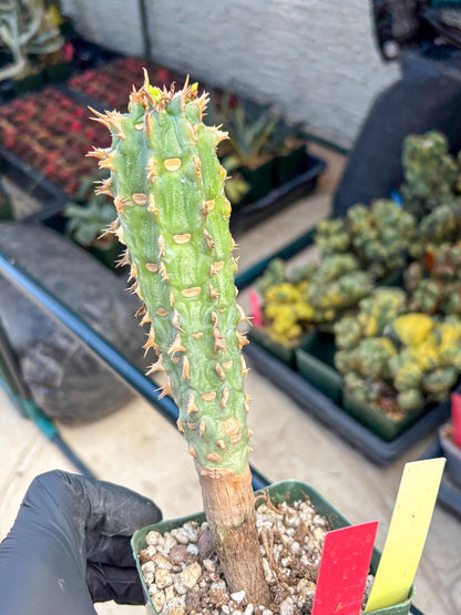 Eupho Viguieri var. Ankarafantsiensis (yr) | Imported plants