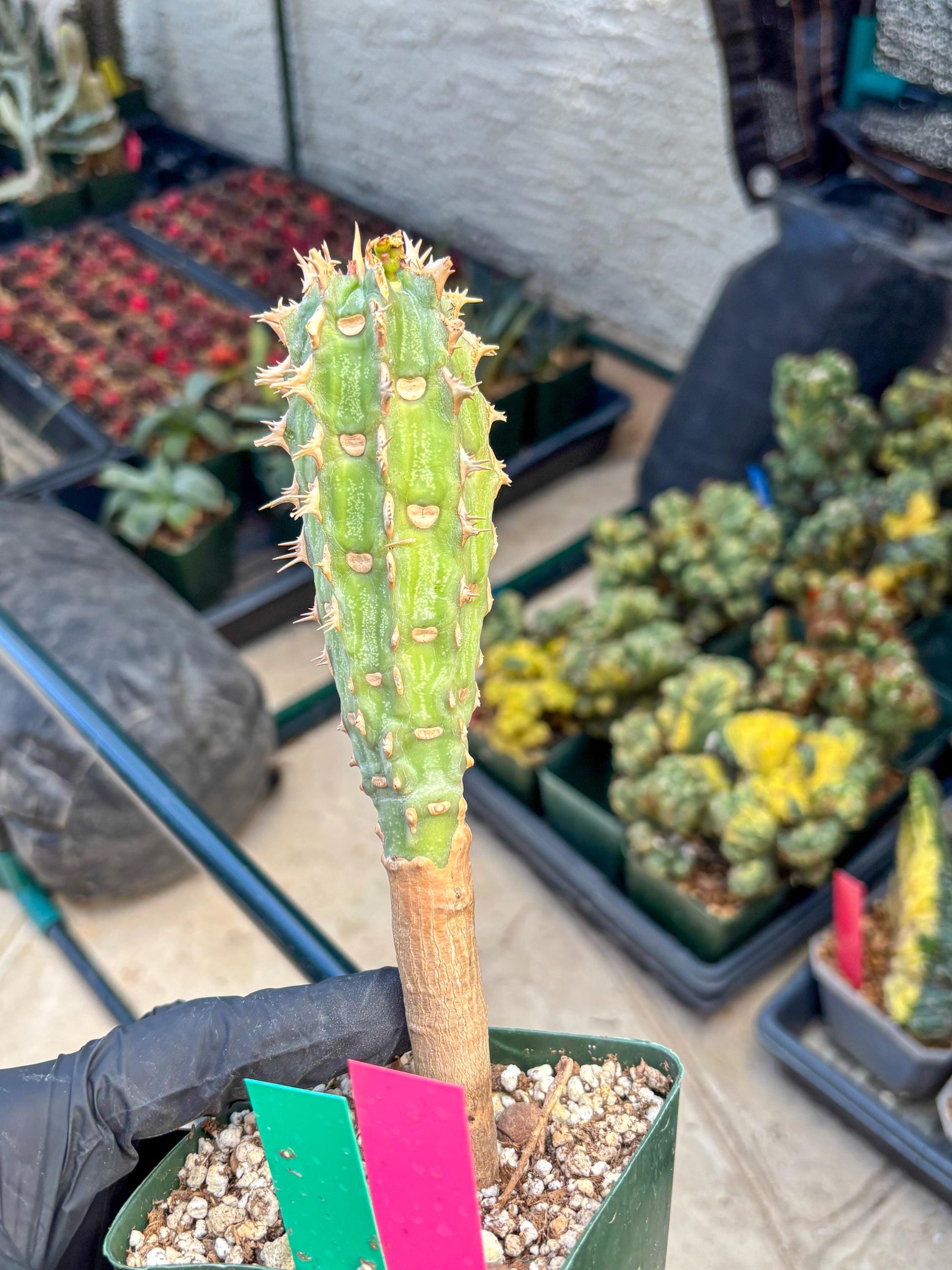 Eupho Viguieri var. Ankarafantsiensis (pg) | Imported plants