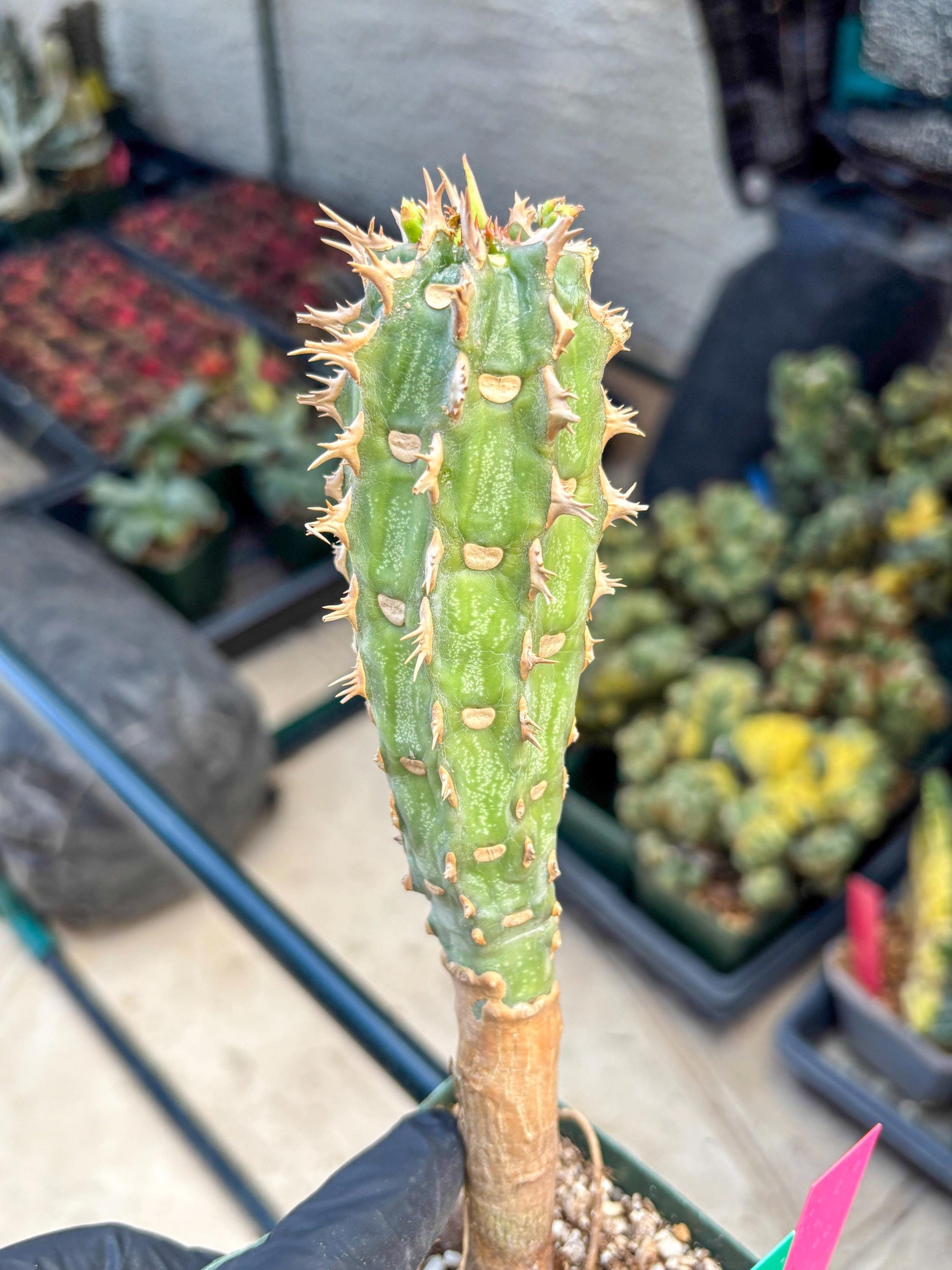 Eupho Viguieri var. Ankarafantsiensis (pg) | Imported plants