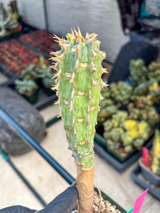 Eupho Viguieri var. Ankarafantsiensis (pg) | Imported plants