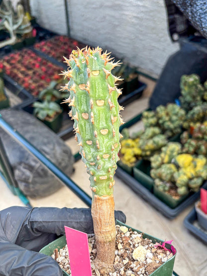 Eupho Viguieri var. Ankarafantsiensis (p) | Imported plants