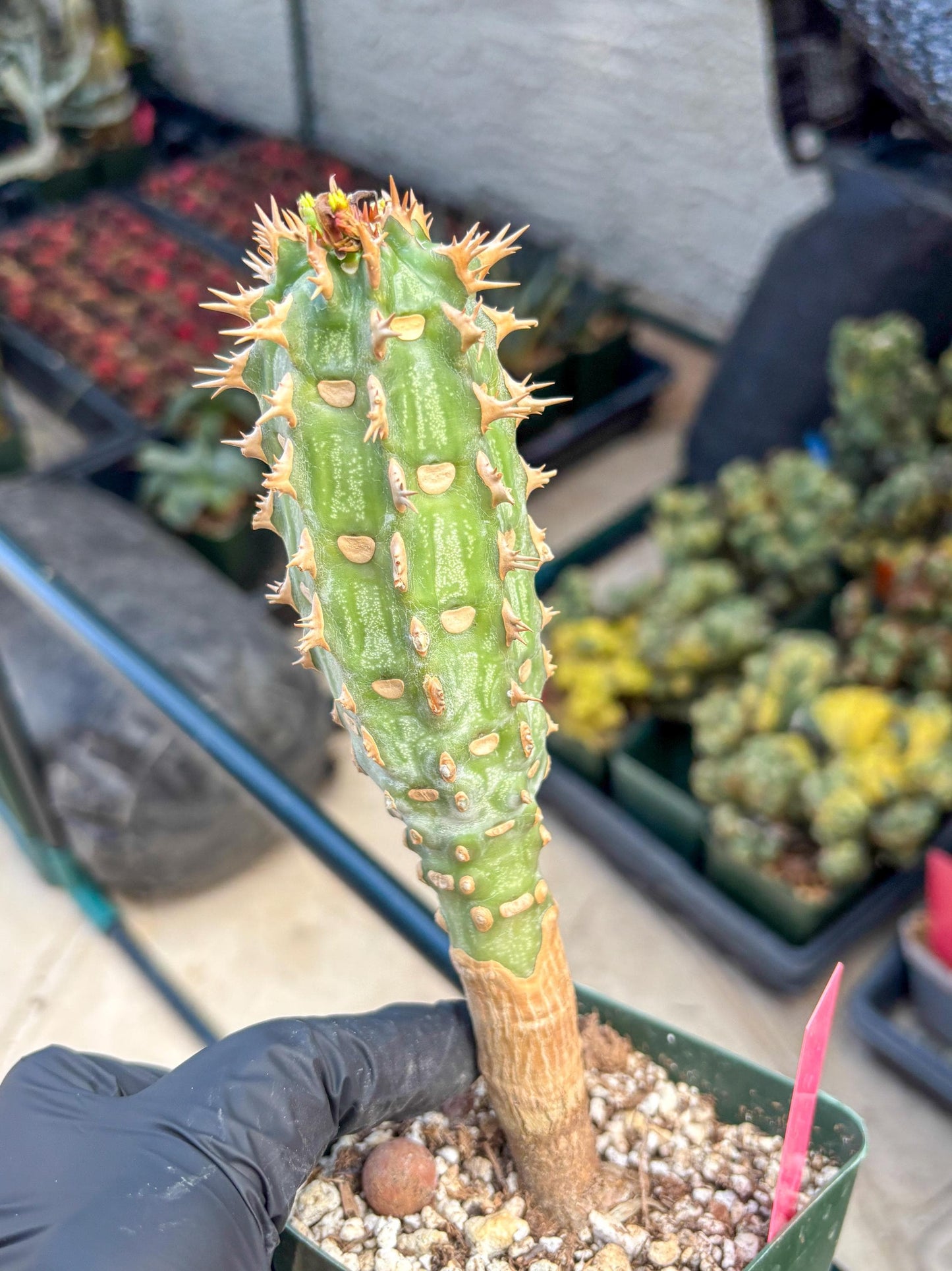 Eupho Viguieri var. Ankarafantsiensis (p) | Imported plants