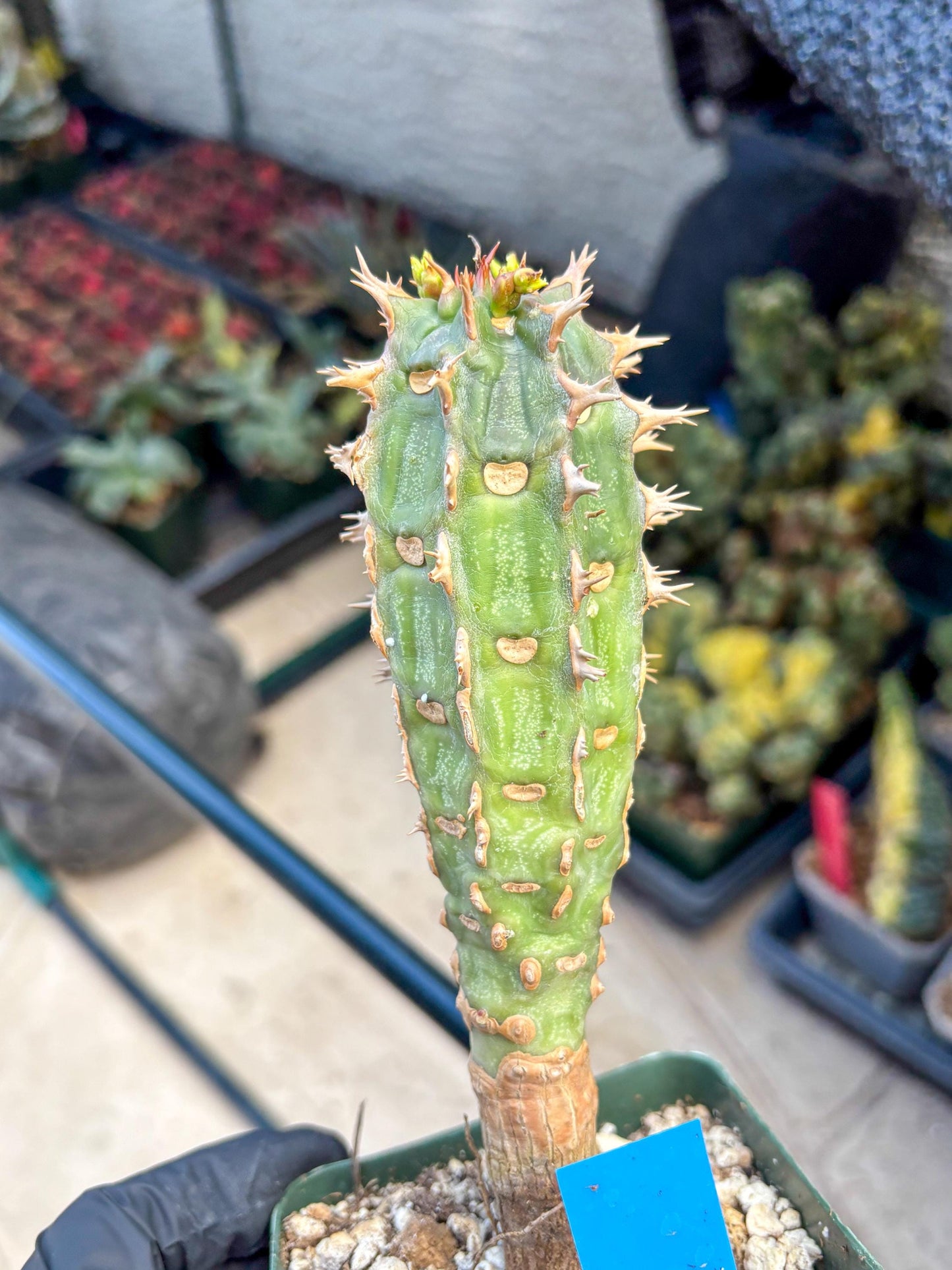 Eupho Viguieri var. Ankarafantsiensis (b) | Imported plants