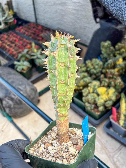 Eupho Viguieri var. Ankarafantsiensis (b) | Imported plants