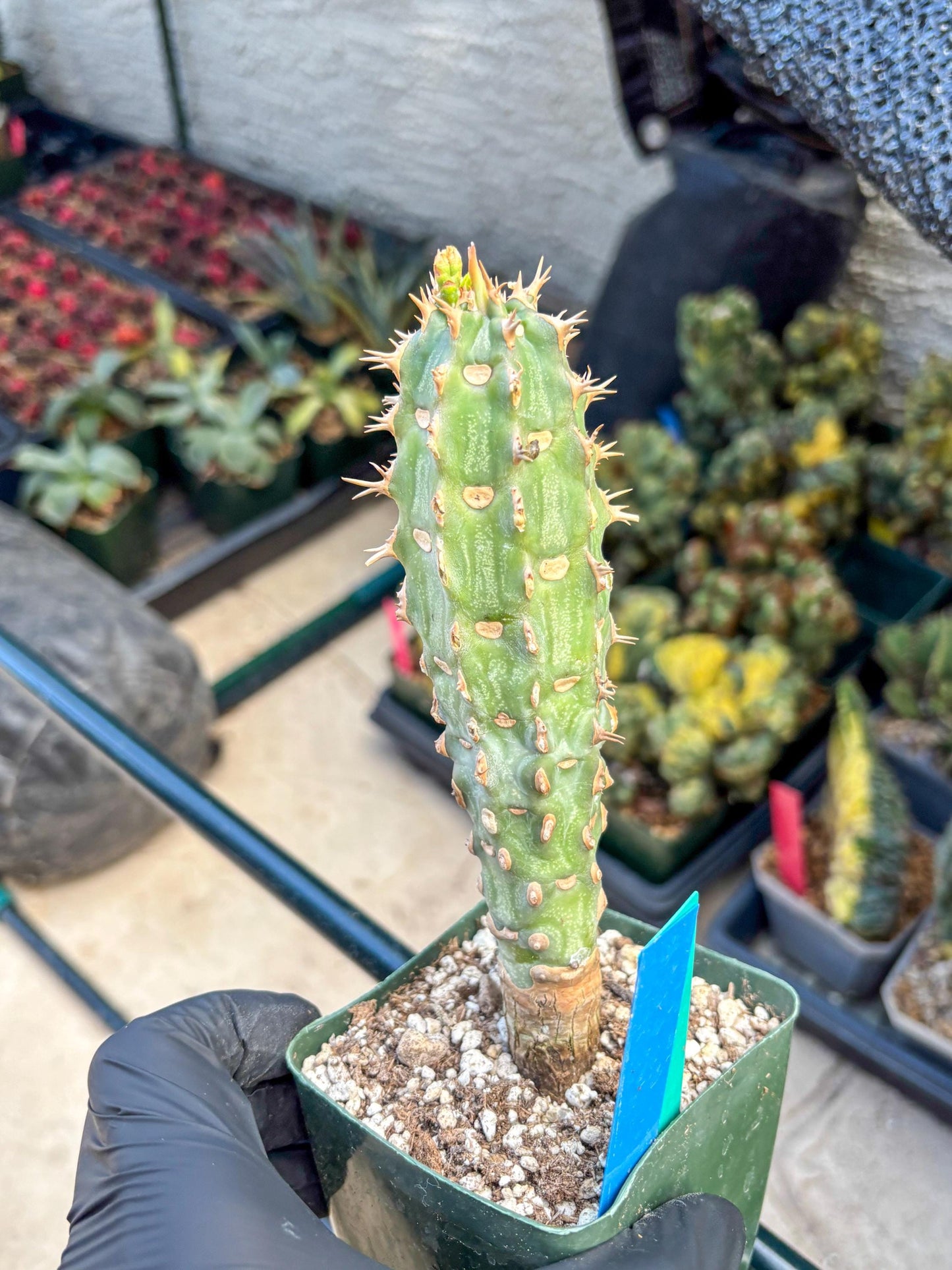 Eupho Viguieri var. Ankarafantsiensis (b) | Imported plants