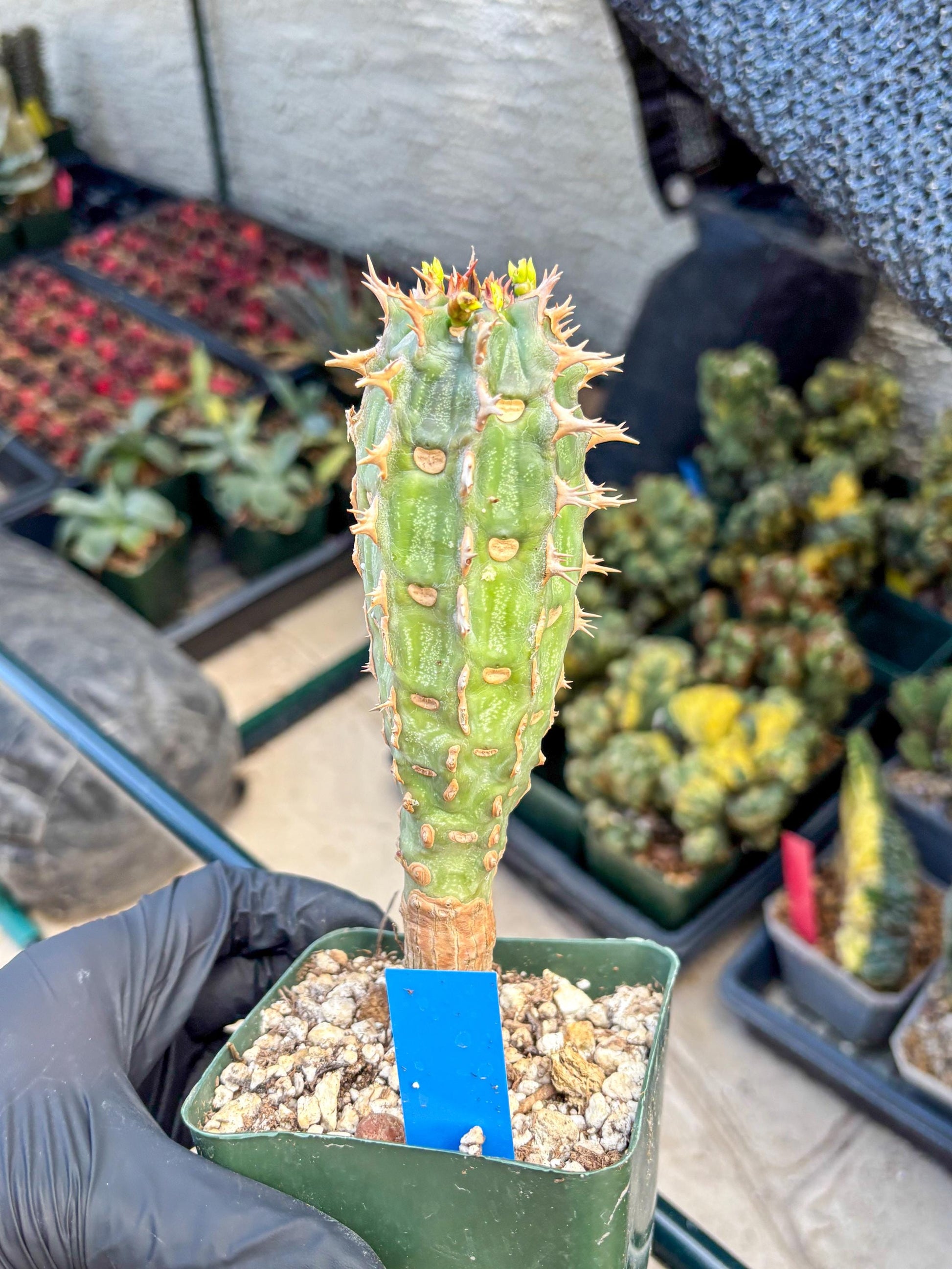 Eupho Viguieri var. Ankarafantsiensis (b) | Imported plants