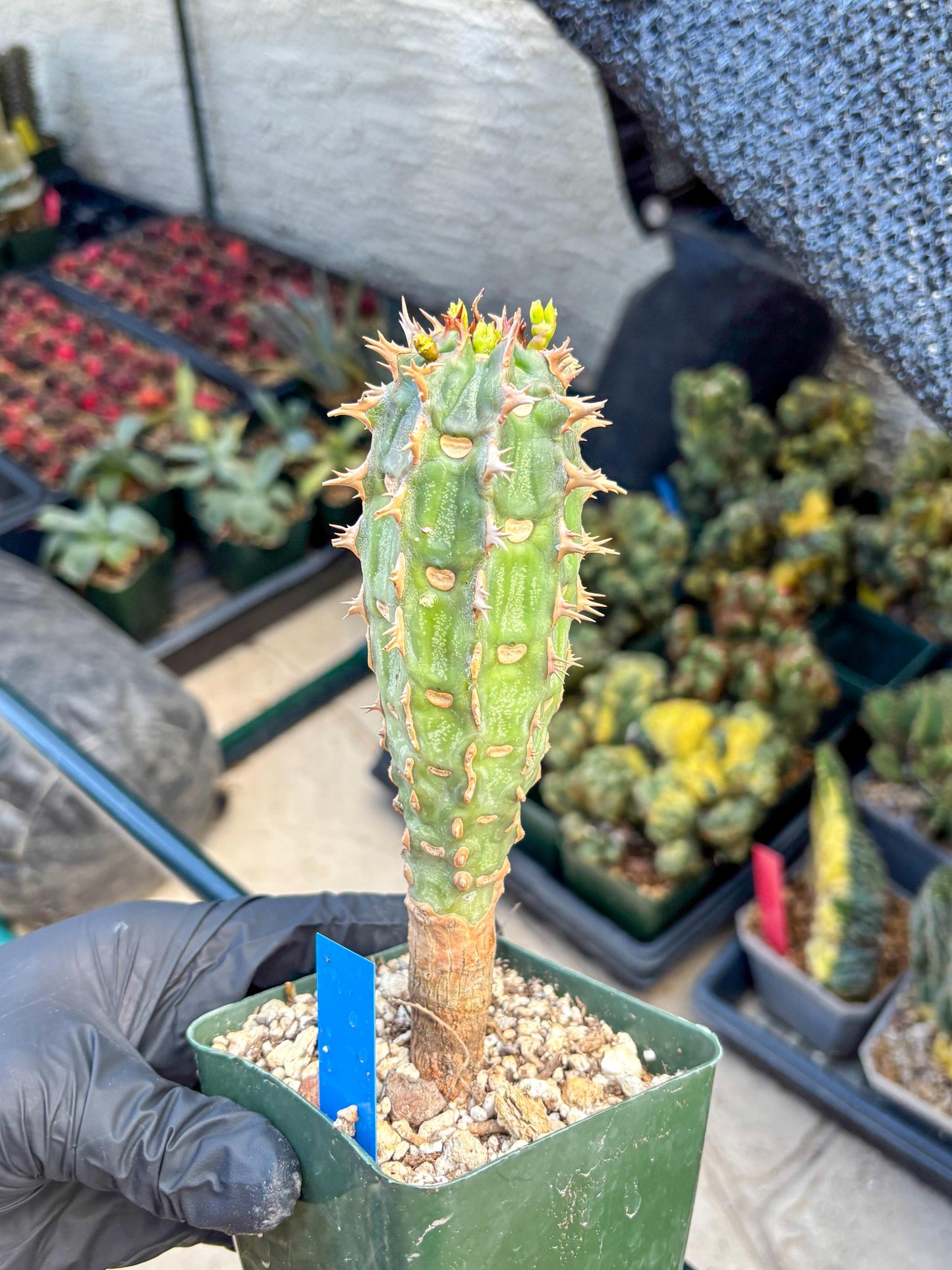 Eupho Viguieri var. Ankarafantsiensis (b) | Imported plants
