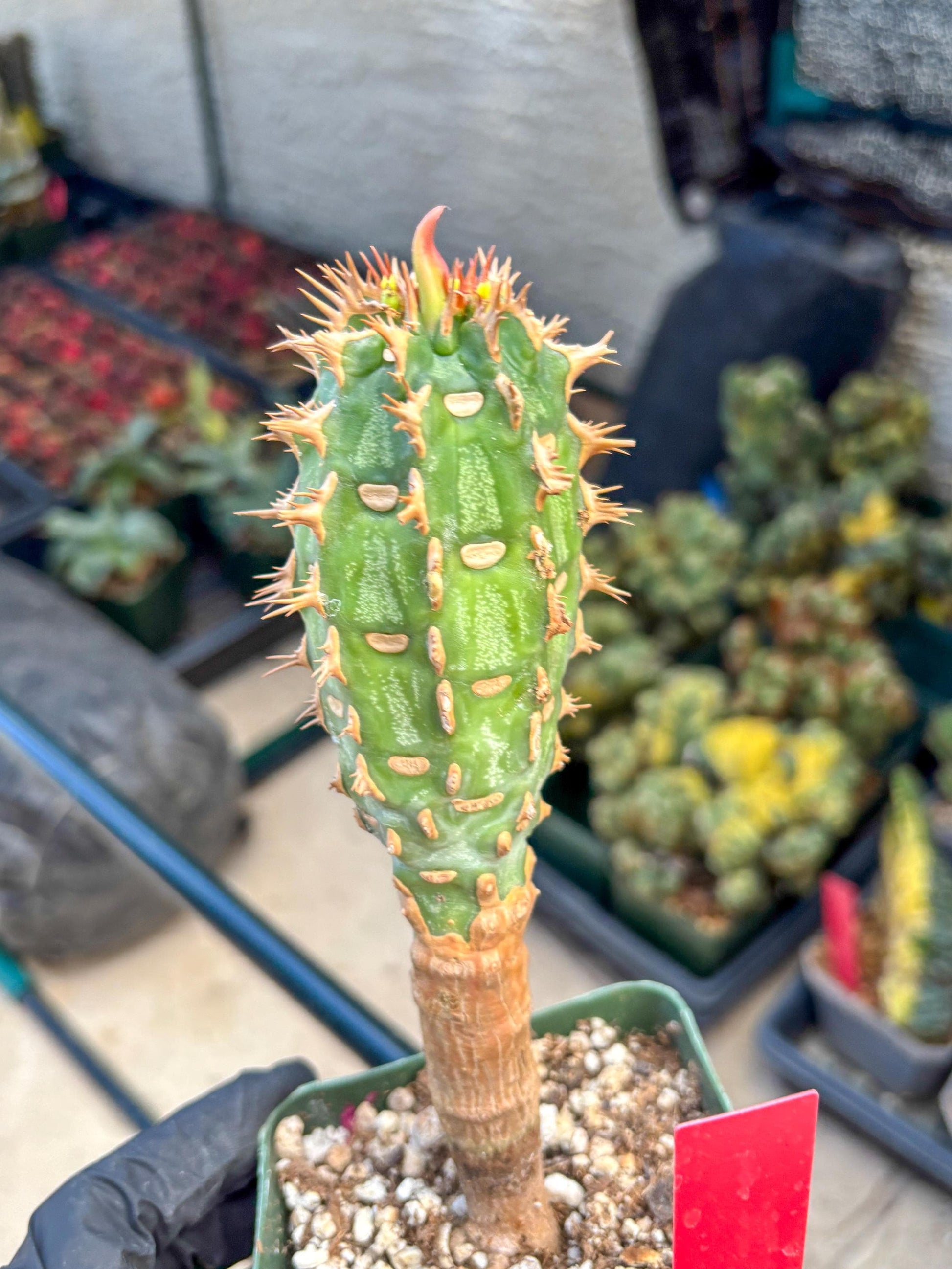 Eupho Viguieri var. Ankarafantsiensis (r) | Imported plants