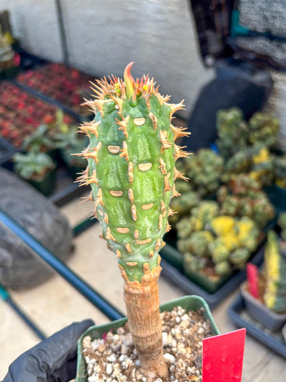 Eupho Viguieri var. Ankarafantsiensis (r) | Imported plants