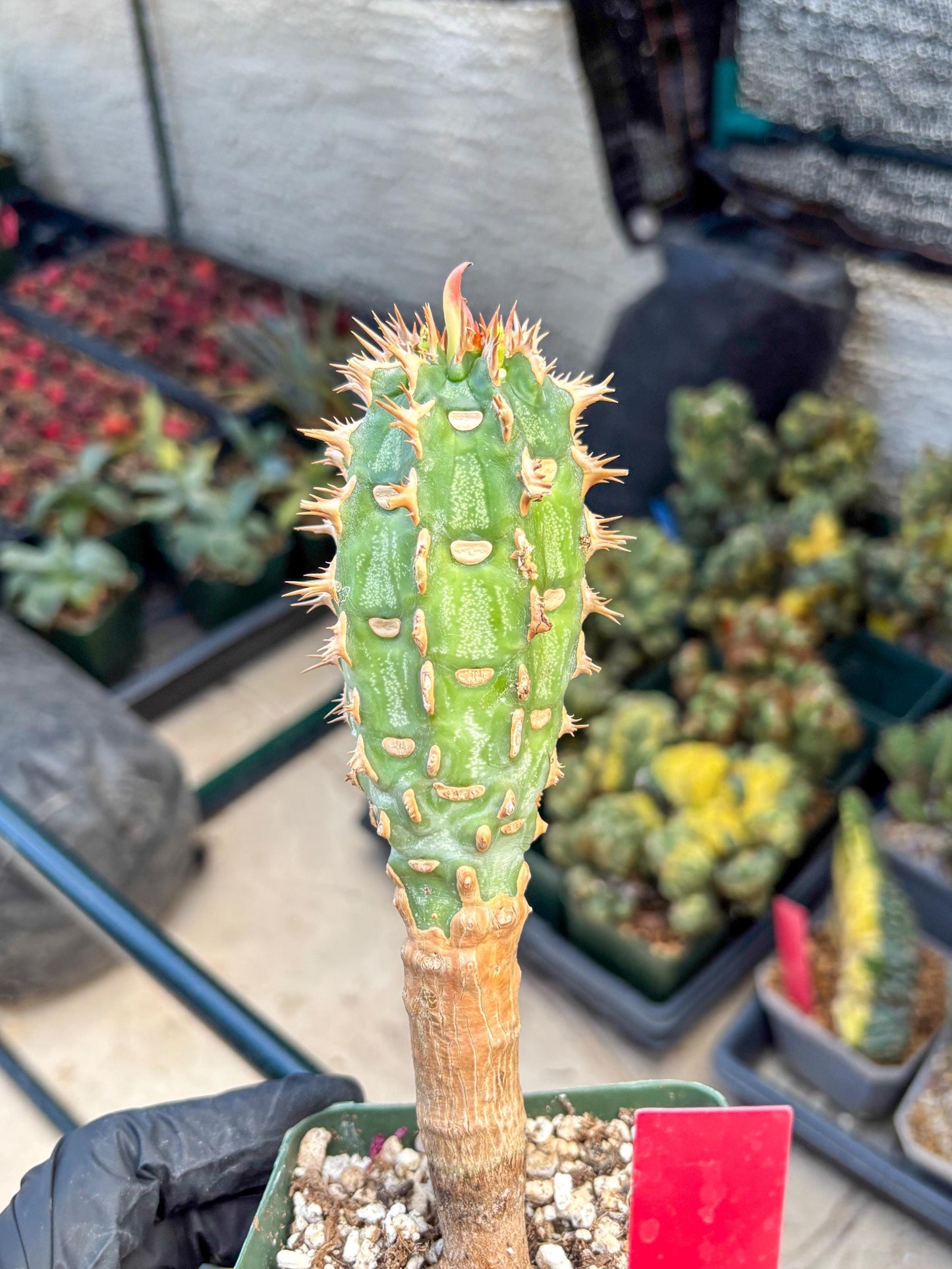Eupho Viguieri var. Ankarafantsiensis (r) | Imported plants