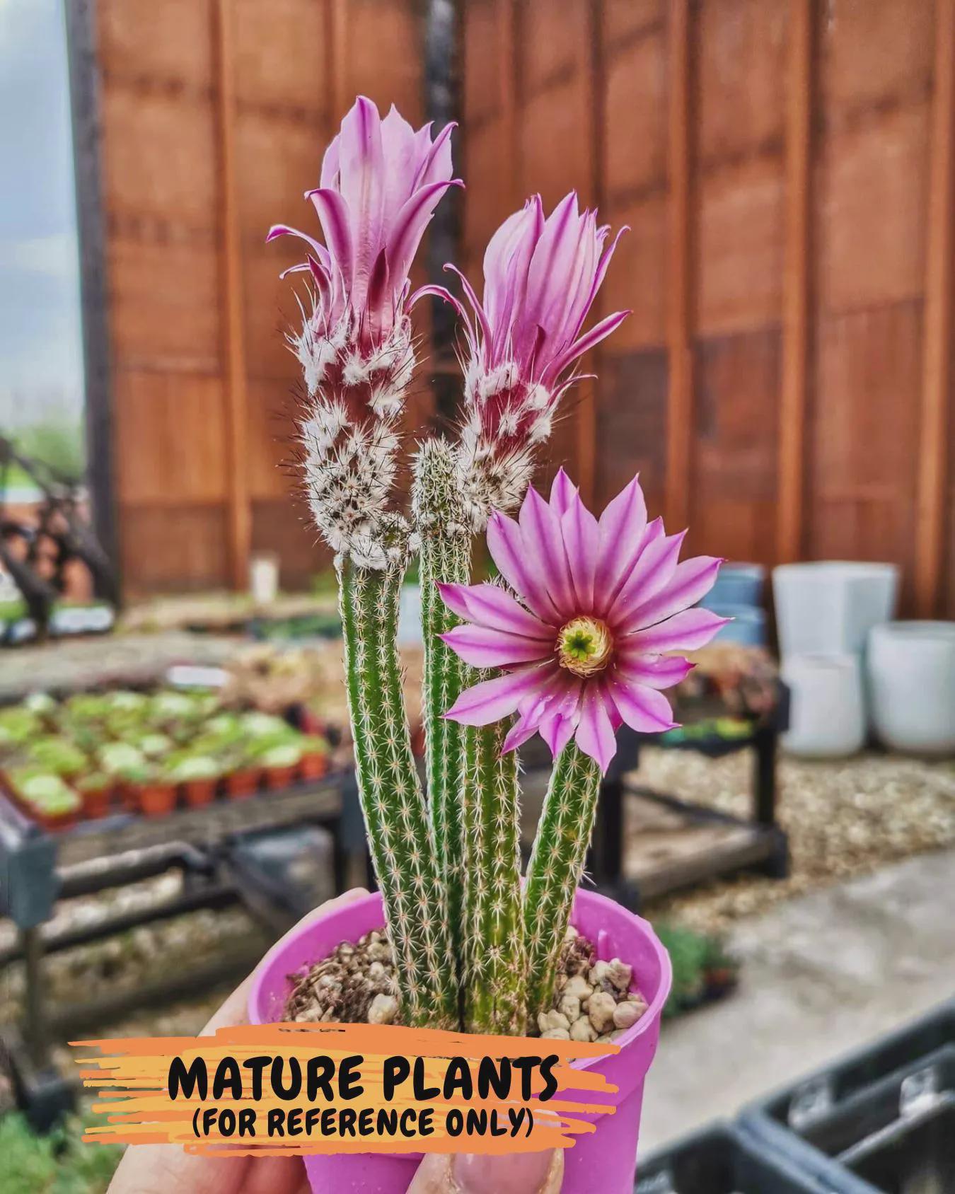 Dahlia Cactus - Wilcoxia poselgeri (4) | Rare Cactus
