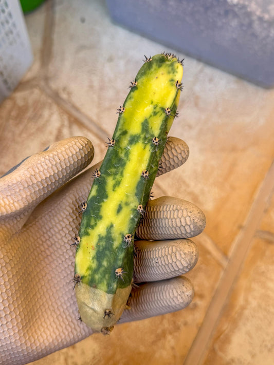 Harrisia Jusbertii Variegated (p) | Rare Cactus