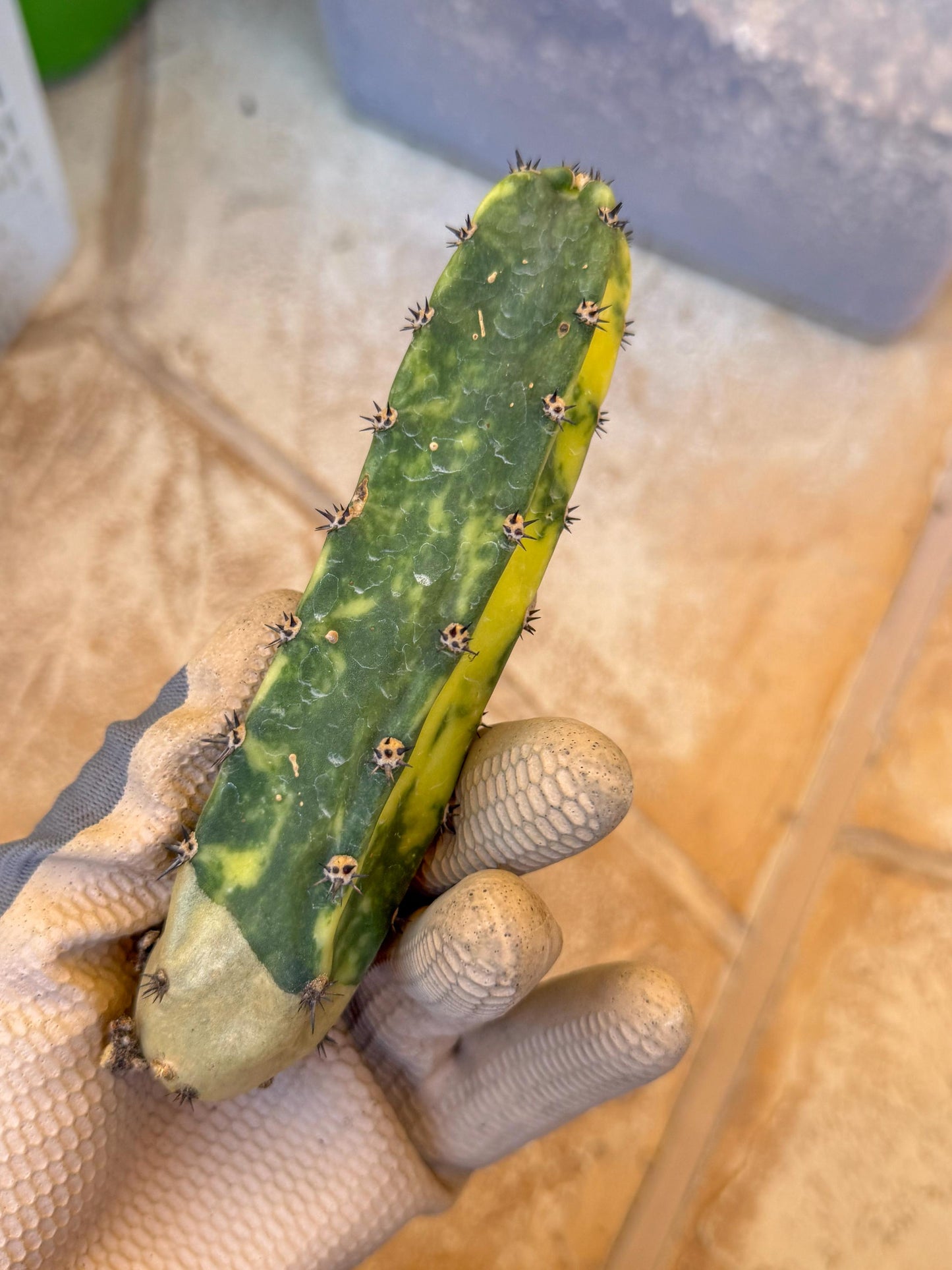 Harrisia Jusbertii Variegated (p) | Rare Cactus