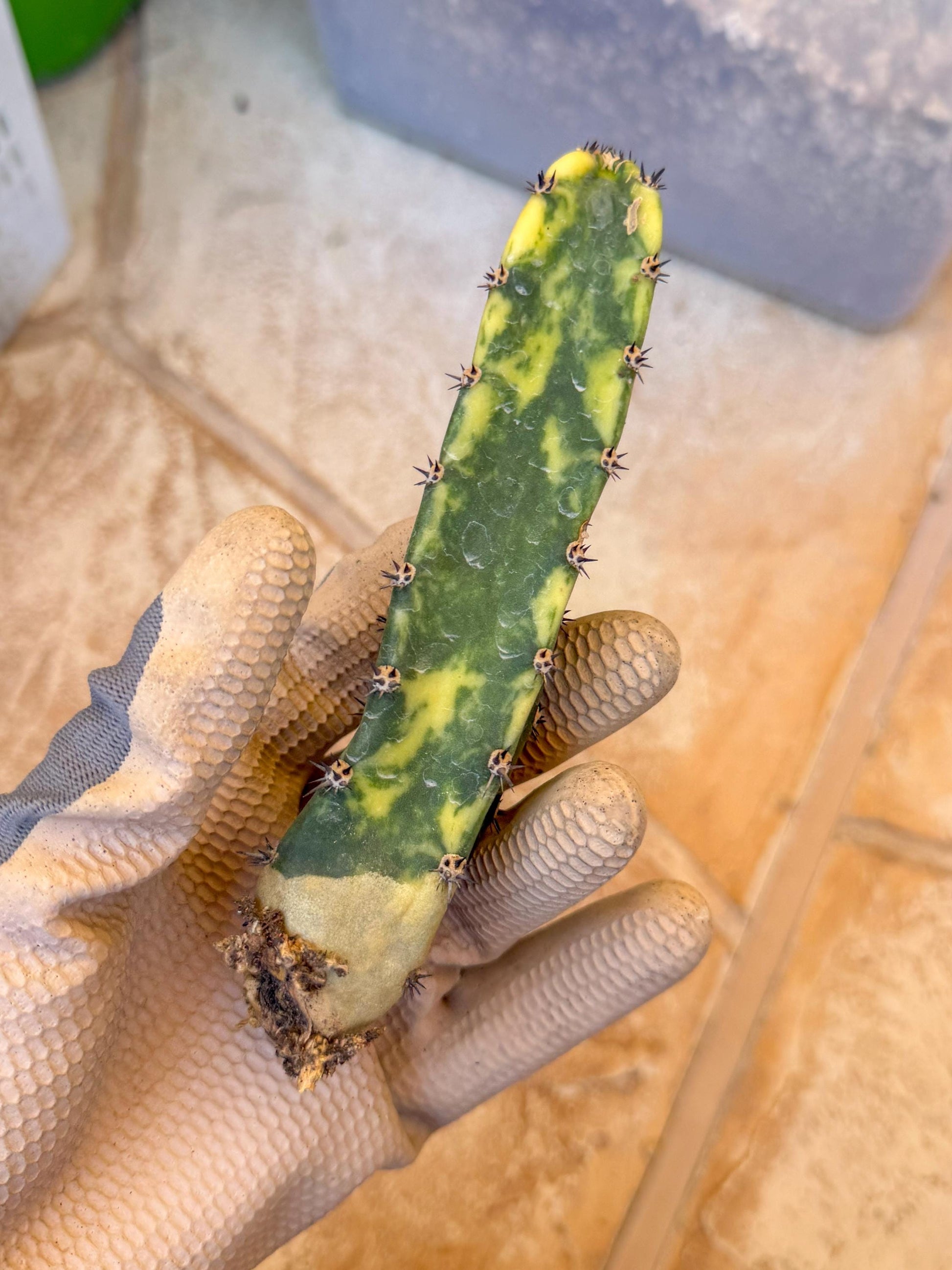 Harrisia Jusbertii Variegated (p) | Rare Cactus