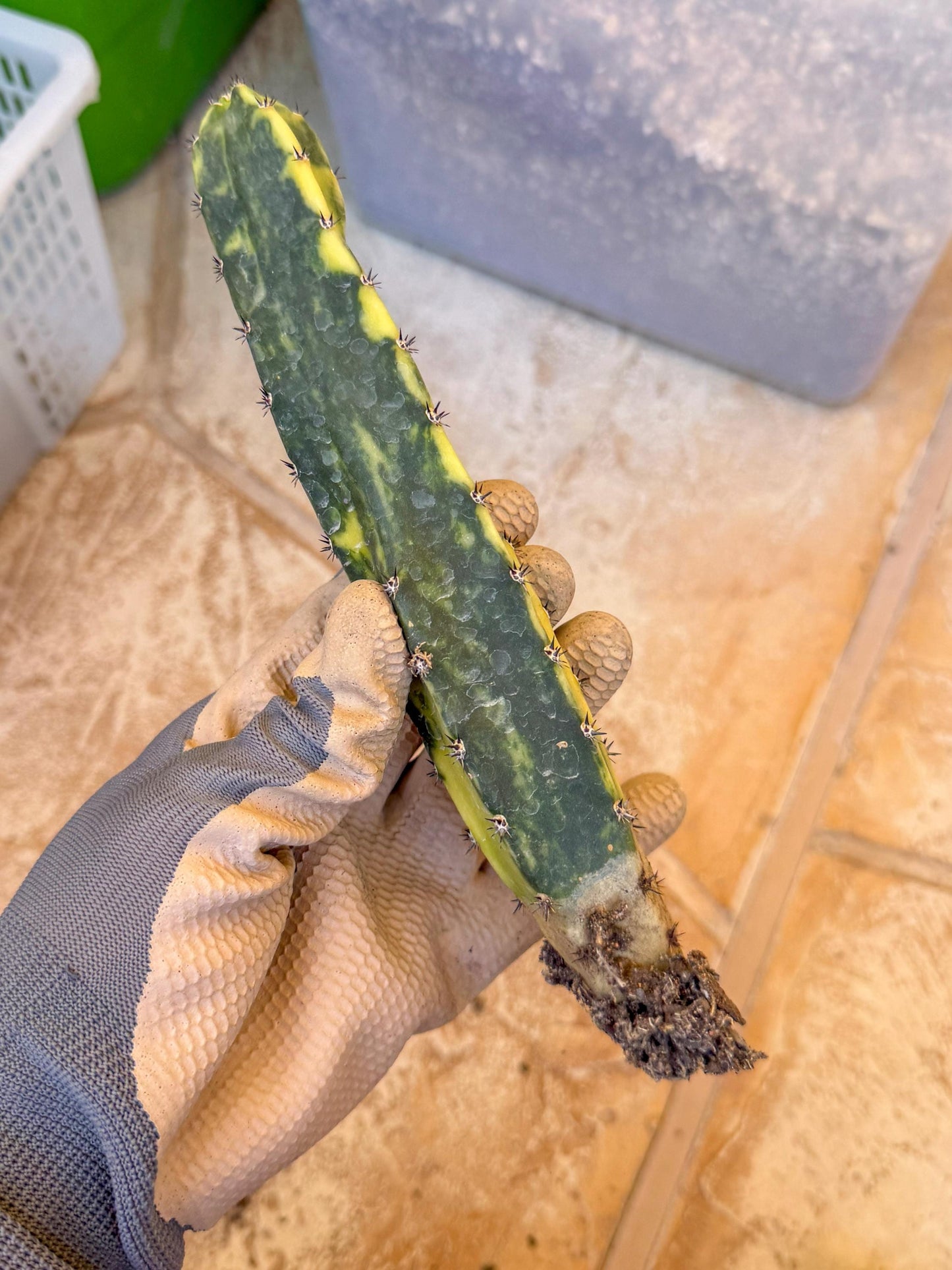 Harrisia Jusbertii Variegated (y) | Rare Cactus