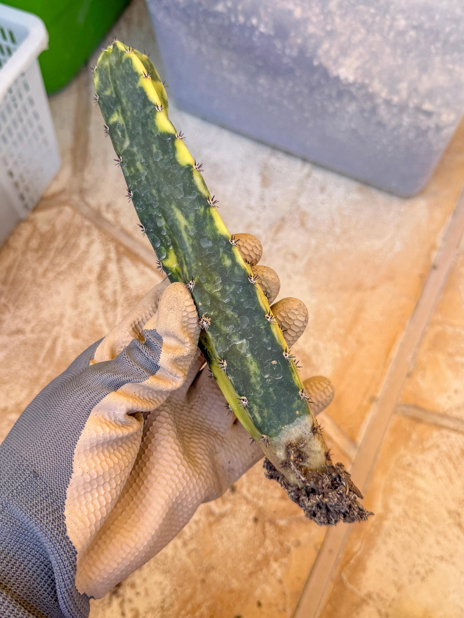 Harrisia Jusbertii Variegated (y) | Rare Cactus